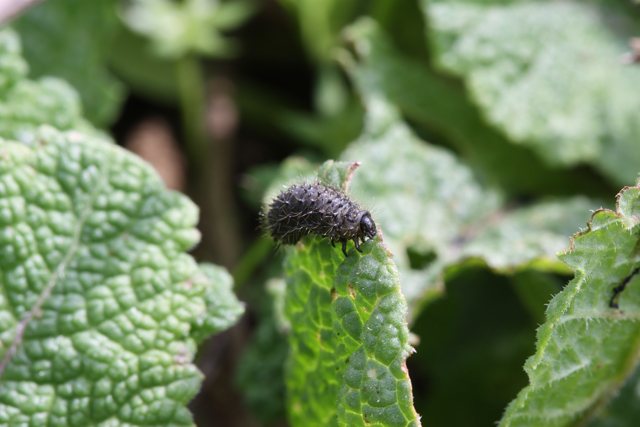 Piccoli bruchi, probabilmente di Chrysomelidae